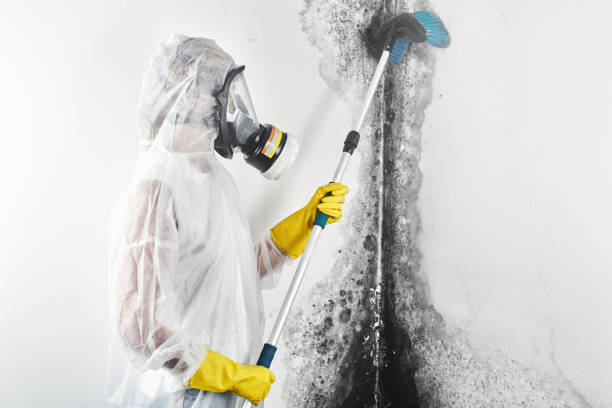 Oak Harbor, OH Mold Removal Company