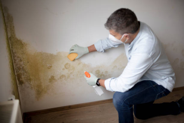 Best Mold-Related Health Consultation  in Oak Harbor, OH