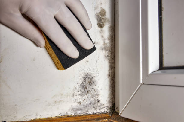 Professional Mold Removal in Oak Harbor, OH